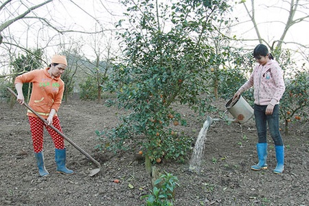 Làm giàu từ cây ăn quả