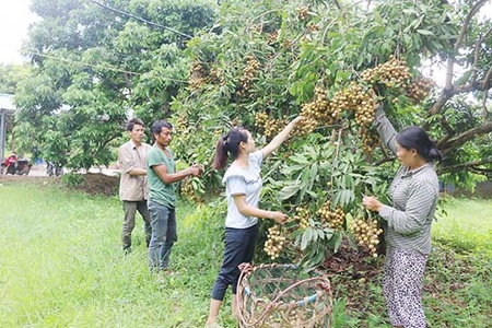 Trồng cây ăn quả trên đất dốc - Hướng đi bền vững của Nông nghiệp Sơn La: Kỳ I : Những tỷ phú vườn đồi