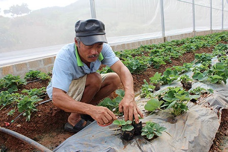 Tiểu khu trưởng làm kinh tế giỏi