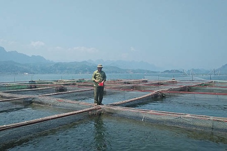 Nuôi cá lồng ở bản Ít B