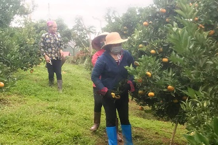 Mùa cam ở Tân Lập