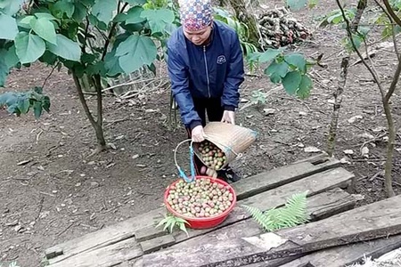 Mận trái mùa Mộc Châu