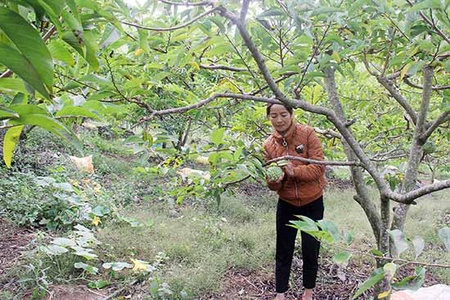 Giúp nông dân nhân rộng các mô hình khuyến nông 