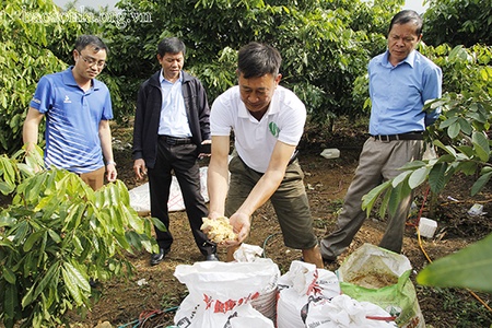 Thành công từ mô hình trồng nhãn ghép chín muộn