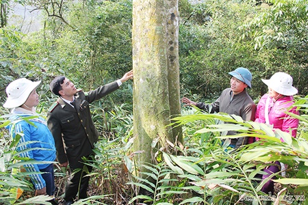 Rừng xanh bản Lềm