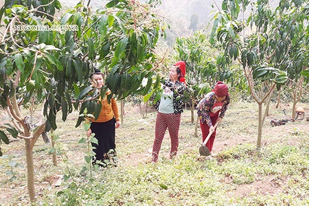 Hội nghị trực tuyến thúc đẩy sản xuất nông nghiệp trong điều kiện dịch bệnh COVID-19