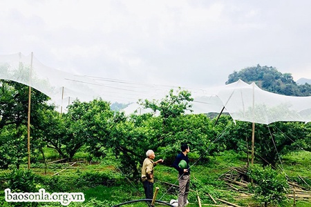 Mô hình nhà lưới chống mưa đá cho vườn mận