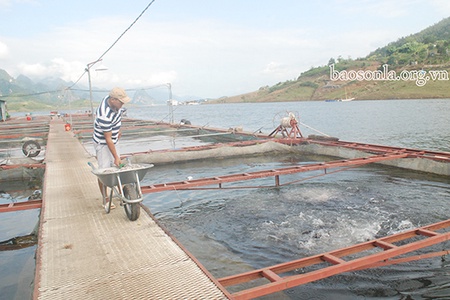 Nâng cao vị thế kinh tế tập thể trong phát triển kinh tế - xã hội của tỉnh