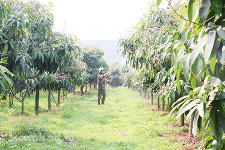 Chủ động phòng, trừ sâu bệnh gây hại cây trồng