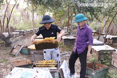 Nông dân Mường La tích cực tham gia xây dựng nông thôn mới