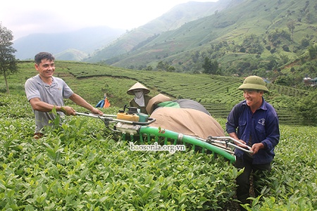 Cây chè trên đất Tân Lang