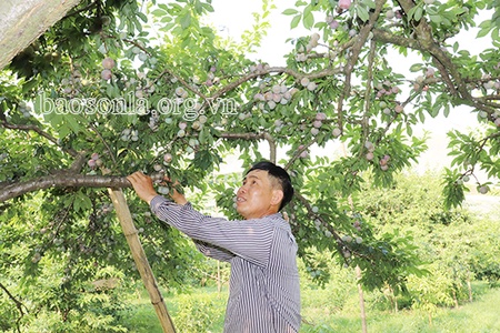 Hiệu ứng tích cực từ các mô hình nông nghiệp tiêu biểu