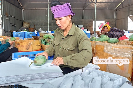 Mai Sơn đẩy mạnh hoạt động xuất khẩu               