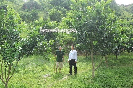 Nguồn vốn tín dụng chính sách ở Mộc Châu        