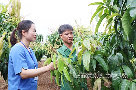 Triển khai các giải pháp tháo gỡ khó khăn cho ngành nông nghiệp