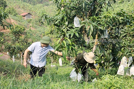 Phát triển nông nghiệp xanh gắn với bảo vệ môi trường