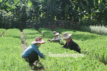Tập trung thực hiện các giải pháp nâng cao độ che phủ rừng        