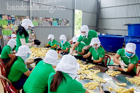 Liên kết sản xuất, chế biến măng theo chuỗi giá trị