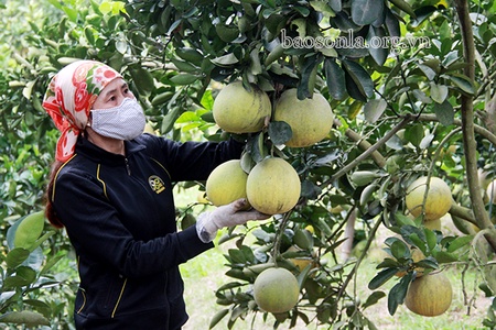 Mộc Châu thực hiện tốt các chính sách dân tộc