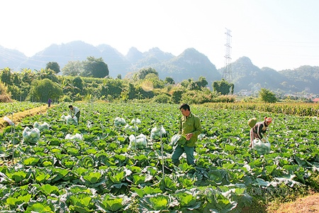 Chủ động nguồn rau xanh phục vụ Tết Nguyên đán