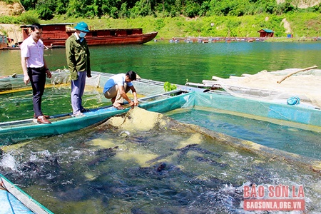 Phát triển nông, lâm, thủy sản tập trung, bền vững