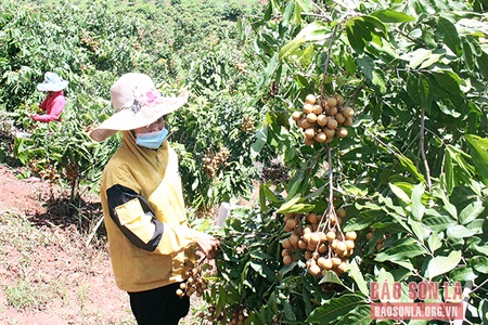 Đảng bộ xã Lóng Phiêng lãnh đạo phát triển kinh tế