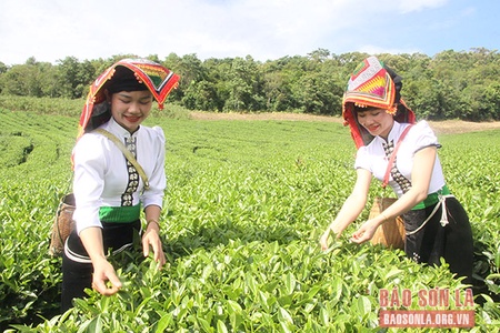 Chọn tạo bộ giống cây trồng hợp lý, chất lượng