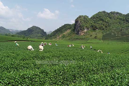 Nữ “Tỷ phú” dưới chân đèo Pha Đin