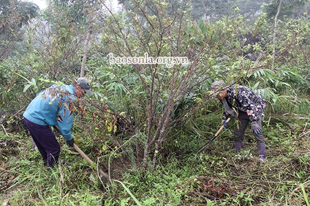 HTX Chiềng Khay xanh: Liên kết sản xuất nông nghiệp theo hướng bền vững      