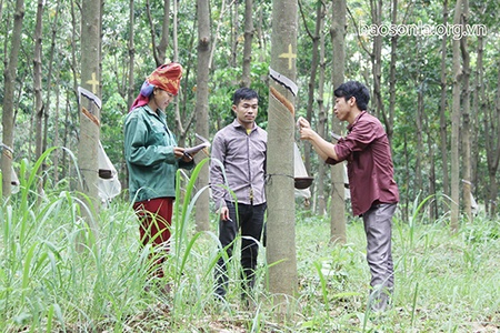 Giải pháp bảo đảm việc làm cho công nhân cao su