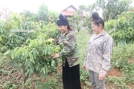 Hội viên nông dân làm kinh tế giỏi