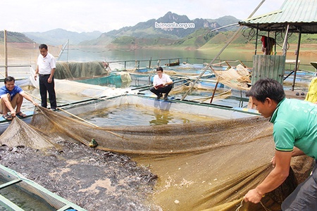 Sản xuất nông nghiệp ứng dụng công nghệ cao ở các vùng tái định cư