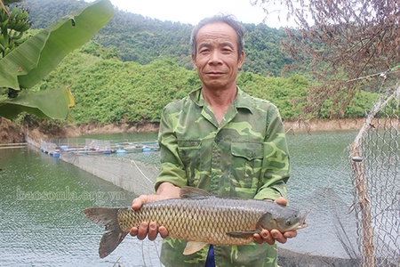 Làm giàu từ nuôi cá ở khe núi lòng hồ thủy điện