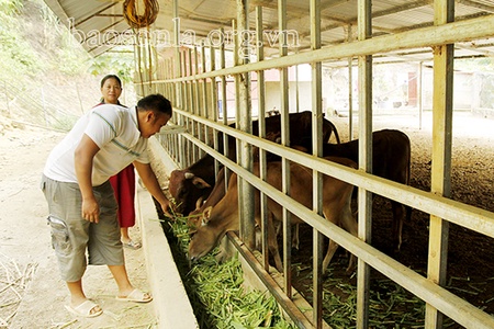 Chủ động phòng, chống đói, rét cho đàn gia súc