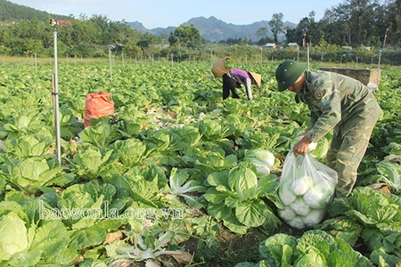 Sản xuất nông nghiệp xanh, bền vững ở Đông Sang