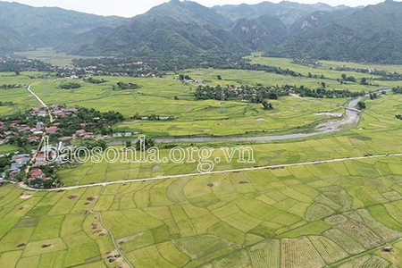 Khai thác tiềm năng, mở rộng vùng trồng lúa hữu cơ