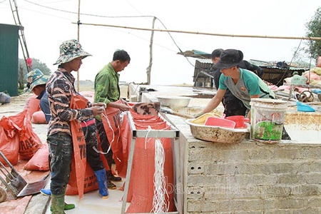 Bài toán hài hòa lợi ích trong hoạt động chế biến tinh bột dong