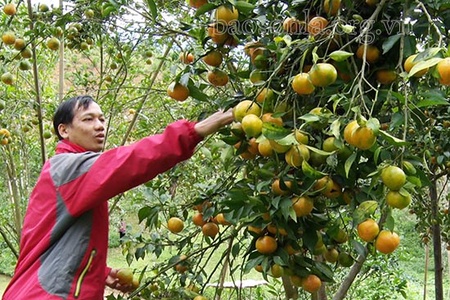 Xây dựng quýt chum Nậm Lạnh trở thành sản phẩm OCOP