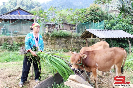 Vùng cao Thuận Châu bảo vệ đàn vật nuôi