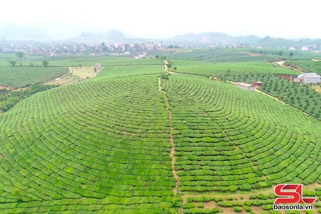 Tham gia bình chọn giải thưởng du lịch cho Khu du lịch quốc gia Mộc Châu
