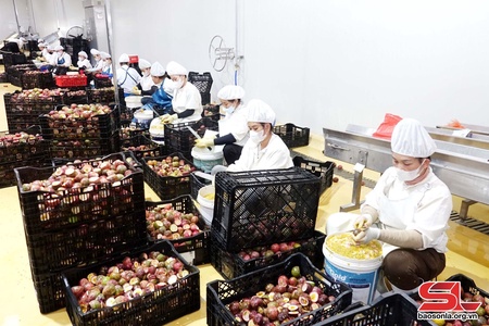 Trung tâm dệt dượn phắc, mák nuối Doveco Sơn La: Thu xự cài 23.000 tấn chương hay khòng na lài tàng