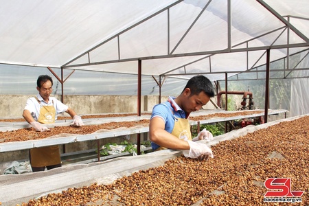 Son La’s 6 coffee samples compete in Vietnam Amazing Cup 2024