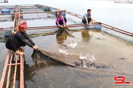 Cá tỉnh chự mẳn 7.100 công tảnh liệng pưng tồ dú cuồng nặm