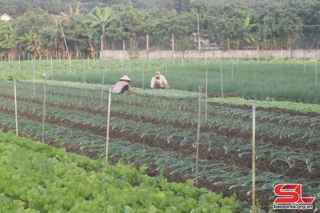 Chủ động sản xuất cây vụ đông