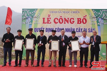Công nhận 7 cây di sản Việt Nam tại xã Ngọc Chiến
