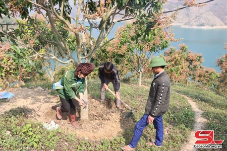 Thuận Châu tập trung chăm sóc cây ăn quả