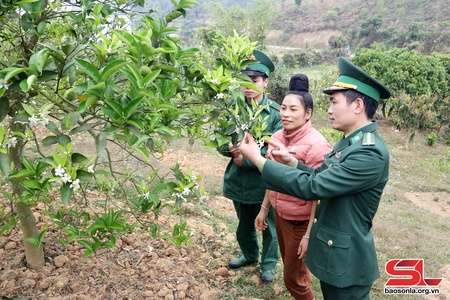 Mường Lạn mở rộng diện tích cây ăn quả