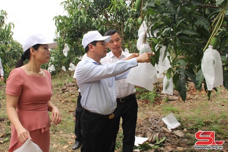 Sẵn sàng các phương án tiêu thụ nông sản