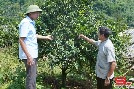 Phù Yên chăm sóc cây ăn quả có múi