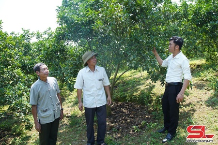 Tân Lang lựa chọn cây trồng tăng thu nhập cho nhân dân